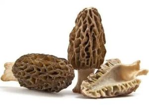 Morchella Gucchi Mushroom, Packaging Type : Packet