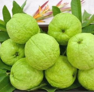 Organic Fresh Guava, Shape : Round