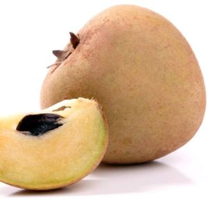 Common Sapodilla