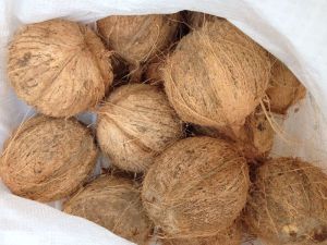 Natural Common Fully Husked Coconut For Pooja, Medicines, Cosmetics, Cooking