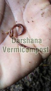 Earthworms, For Agriculture, Packaging Type : Plastic Bag