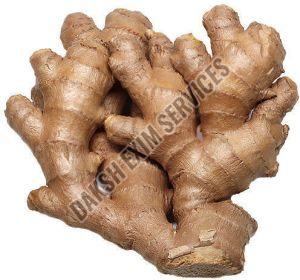 Fresh Ginger, Packaging Size : 5-10kg