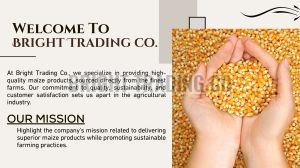 Organic Yellow Maize Seeds For Human Consumption