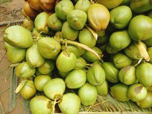 A Garde Green Tender Coconut