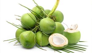 Organic Fresh Green Tender Coconut 15 Days, Packaging Size : Loose Packaging