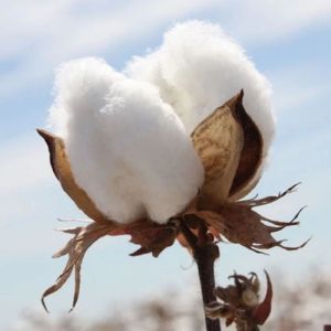 Hybrid Cotton