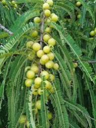 Organic Fresh Amla For Skin Products, Hair Oil