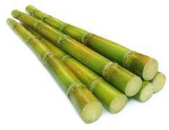 Fresh Sugarcane