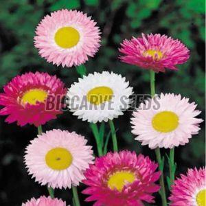 Acroclinium Double Mix Seeds