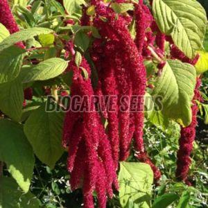 Amaranthus Caudatus Love Lies Bleeding Seeds