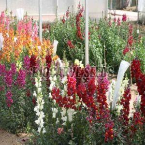 Antirrhinum Maximum Tall Mixed Seeds For Gardening