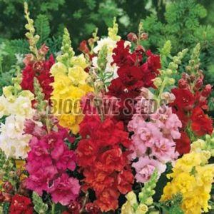 Antirrhinum Semi Tall Mix Flower Seeds