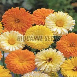 Calendula Officinalis Fiesta Gitana Mix Seeds