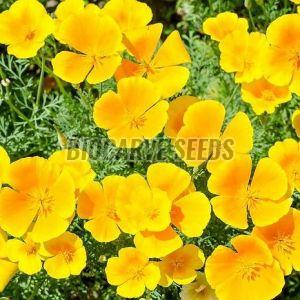 California Poppy Yellow Seeds