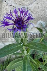 Centaurea Montana Seeds For Gardening