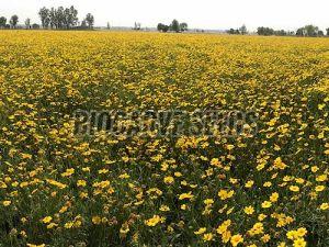 Coreopsis Tinctoria Tall Seeds For Gardening