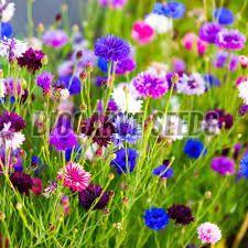 Natural Cornflower Mixed Seeds