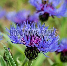 Cornflower Mountain Blue Seeds For Plantation