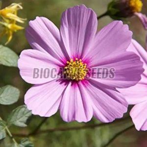 Cosmos Bipinnatus Sensations Mix Seeds