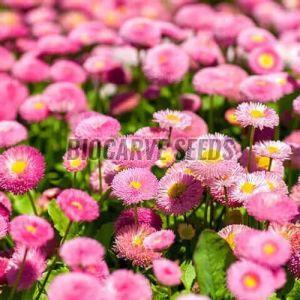 Daisy Double Monstrosa Rose/Pink (Bellis Perennis) Seeds