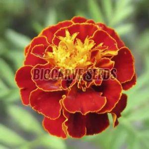 French Scarlet Red Marigold Seeds