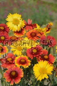 Gaillardia Aristata Grandiflora Mixed Seeds For Gardening