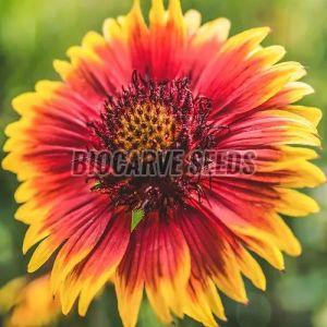 Gaillardia Pulchella Mix Seeds, Color : Double Red, Orange, Yellow, Pink