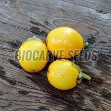 Golden Eggplant Seeds