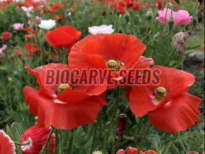 Indian Shirley Poppy Mix Flower Seeds