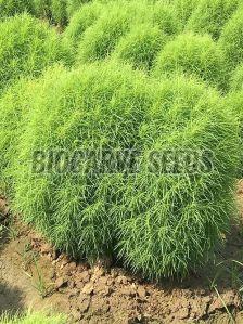 Kochia Burning Bush Seeds