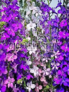 Larkspur Flower Mixed Seeds