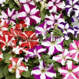 Petunia Hybrida Grandiflora Tall Seeds For Agriculture