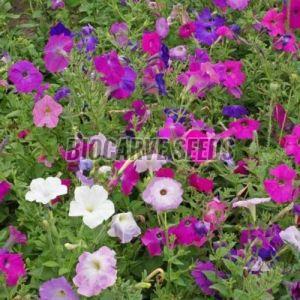 Petunia Nana Compacta Mixed Seeds