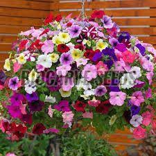 Petunia Pendula Mixed Seeds For Gardening