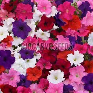 Petunia Supercascade Mix Flower Seeds