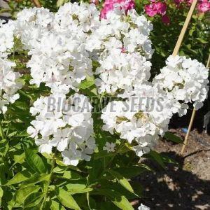 Phlox Beauty Dwarf White Seeds