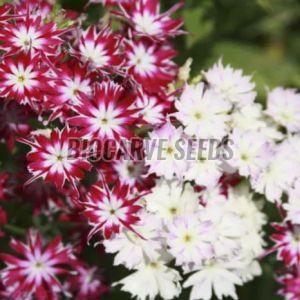 Phlox Cuspidata Twinkle Dwarf Mix Seeds