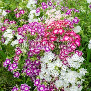 Phlox Drummondi Tall Mix Seeds For Gardening