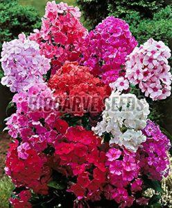 Phlox Drummondii Mix Flower Seeds For Gardening