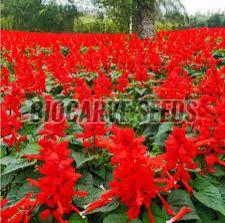 Salvia Coccinea Scarlet Sage Seeds For Gardening