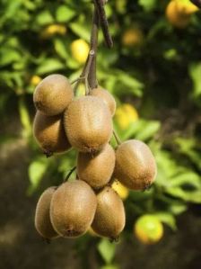 Alison Kiwi Fruit Plant