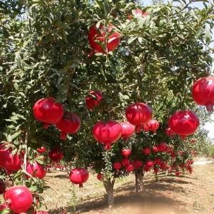 Bhagwa Pomegranate Plant, Color : Red