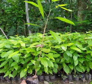 Mahogany Plant, Color : Green