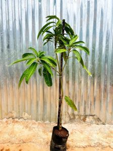 Mallika Mango Plant