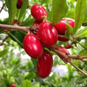 Miracle Fruit Plant, Color : Red