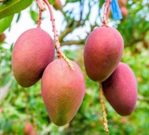 Pusa Arunima mango plant