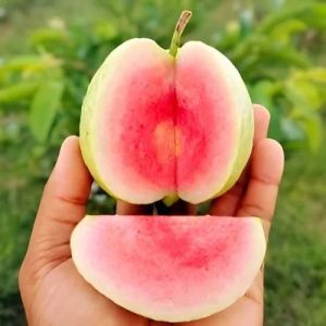 Red Diamond Guava Plant