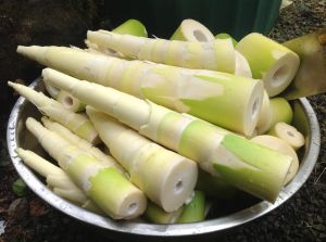 Fresh Bamboo Shoot, Color : White 15 Days, Packaging Type : Plastic Pouch