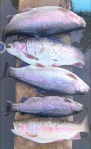 Thalassophile Kashmir Rainbow Trout Fish, Packaging Type : Carton, Thermocole Box