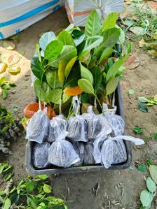 Pink Jackfruit Plant, Variety : Barahmasi